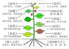 购买有机肥必须要搞懂这几个问题