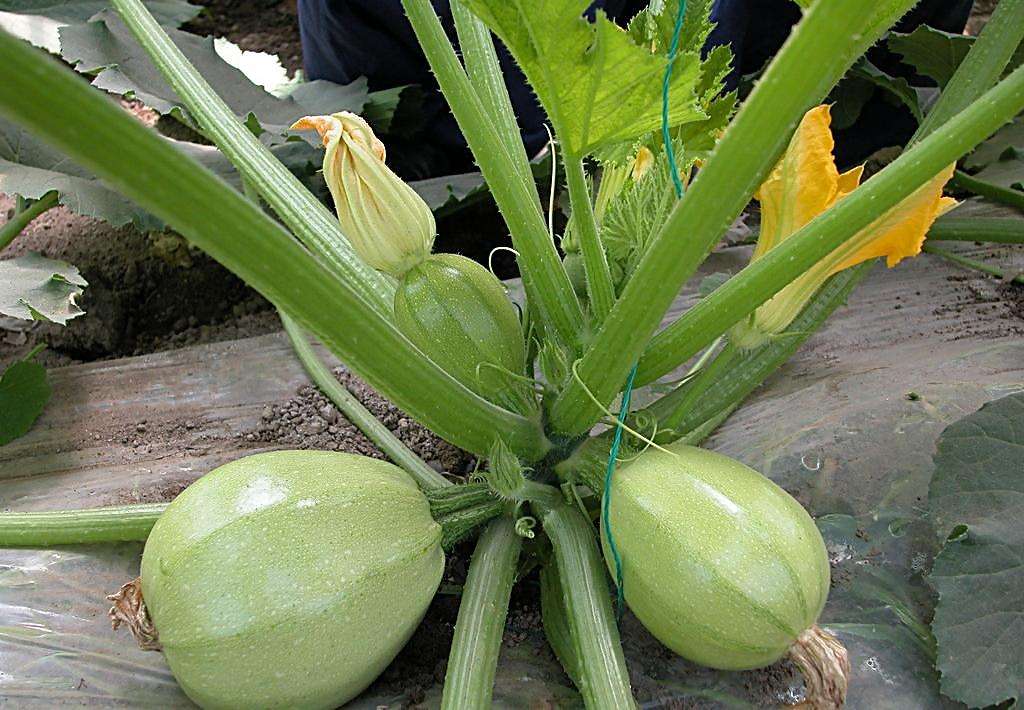 西葫芦的科学施肥方法